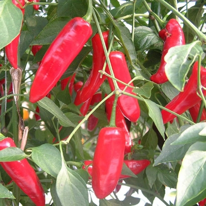Picture of Serenade Chilli Pepper